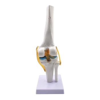 Symulacja Modelu Stawu kolanowego - Anatomia Człowieka Mapie 1: 1, Elastyczny Szkielet Kolana, Edukacyjna Forma do Demonstracji w Naukowym Klasie
